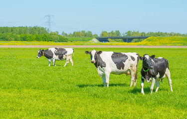 Cows in a meadow in spring