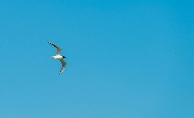 Bird flying in a blue sky in spring