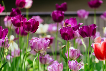 Obraz na płótnie Canvas The tulip is a perennial, bulbous plant with showy flowers