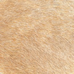 Animal hair background. Close up of a beige fur. Nature concept texture.