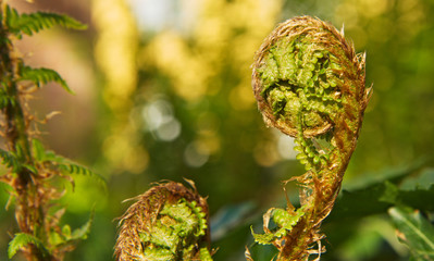 Sacred Geometry in Nature /Fern Spiral © lightaspect