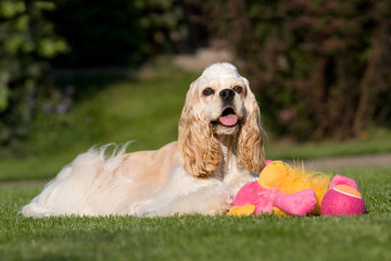 Portrait of nice american cocker with toy