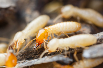 Termites or white ants