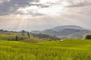 Obraz premium Rice seedling on terrace rice fields with sunbeam