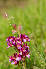 Orchidea © saschadg