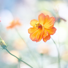 Fototapeta na wymiar Floral background with orange flower.