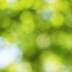 Fototapeta na wymiar Natural green and blue blured background with bokeh