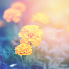 Floral (Tagetes) background