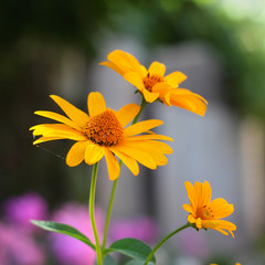 Yellow flowers background
