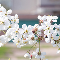 Branch with white flowers in spring