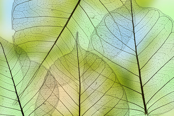a leaf texture close up - obrazy, fototapety, plakaty