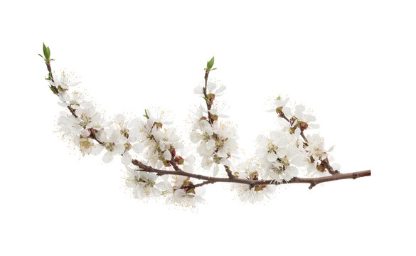 Apricot flowers isolated on white. without shadow