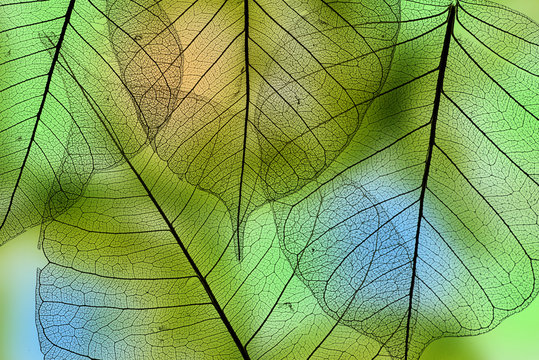 a leaf texture close up