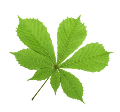 Horse-chestnut (Aesculus hippocastanum, Conker tree) leaf isolat