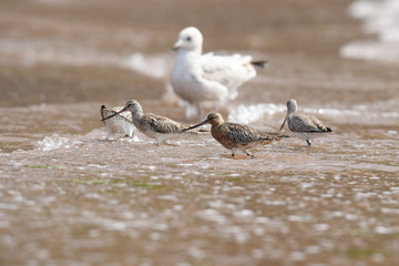 Bar-tailed Godwit, Limosa lapponica