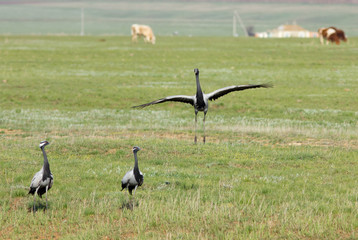 Fototapeta premium Demoiselle cranes (Anthropoides virgo ) in the field of Kalmykia, Russia