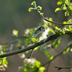 Mésange  fait son nid 