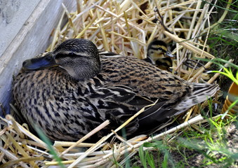 Cane Colvert couvant, nid, canetons 