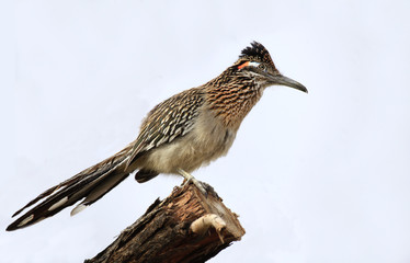 Greater Roadrunner on a Tree Branch