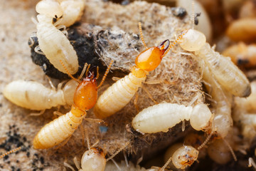 Termites or white ants