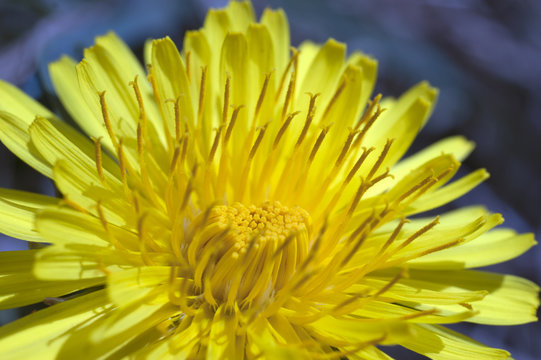 Närbild på en gul blomma