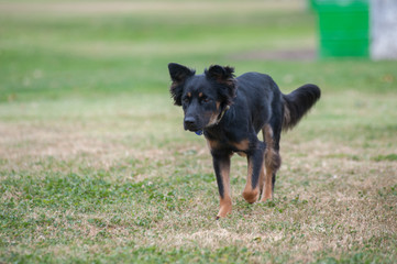 Border Collie mix puppy running across the grass