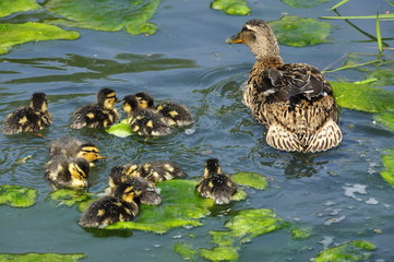 Cane Colvert et canetons 