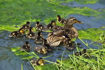 Cane Colvert et canetons 