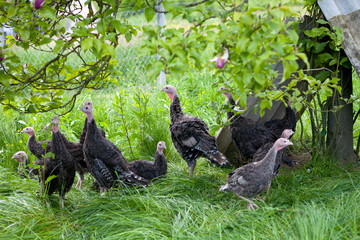Young turkey chicks on farm in the open © Gordana Sermek