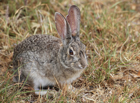 Easten Cottontail Rabbit