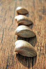 Seaside resort / Four shells formed a line