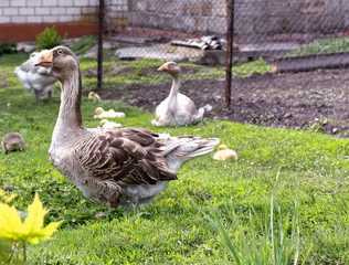 domestic geese family outdoors