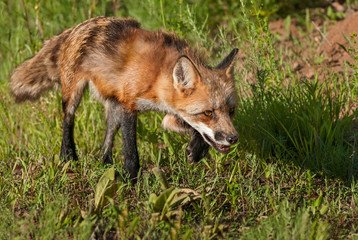 Red Fox Vixen (Vulpes vulpes) Stalks Right