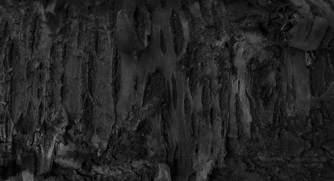 Burnt Wood Texture. Dark Abstract Wooden Background. A Tree Stum