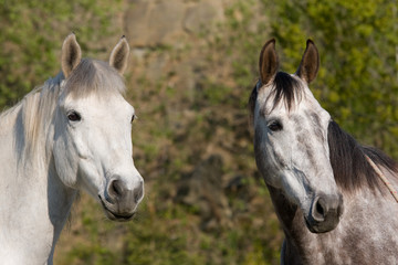 Two horses looking