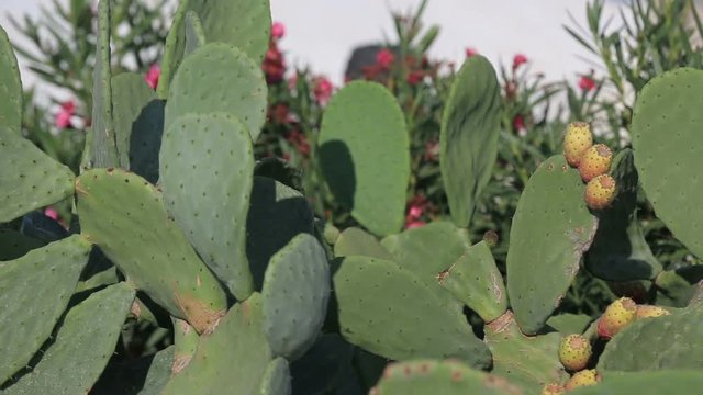 Close up of yellow Beaver Tail cactus blossom in the Santorini, Greece