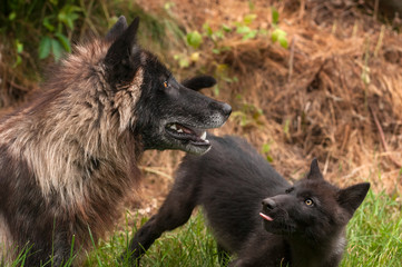 Black Phase Grey Wolf (Canis lupus) Looks Up in Profile