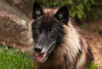 Black Phase Grey Wolf (Canis lupus) Head