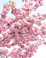 Pink blossom of japanese cherry Sakura