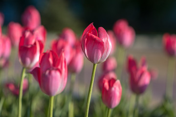 Tulips flowerbed, field of beautiful pink tulips in spring, city decoration