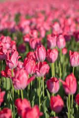 Tulips flowerbed, field of beautiful pink tulips in spring, city decoration