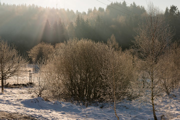 The sun with hoarfrost on trees in the wood of the Carpathians