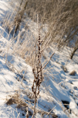 The sun with hoarfrost on trees in the wood of the Carpathians