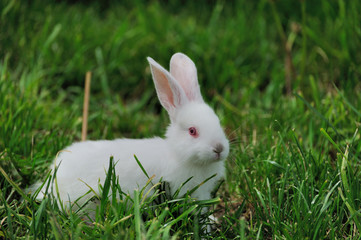 Naklejka premium White rabbit sitting in grass