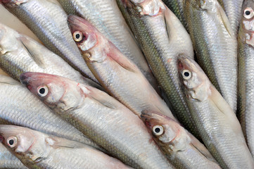 Fresh European smelt fishes