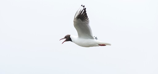 Rufende Lachmöwe (Chroicocephalus ridibundus, Syn. Larus ridibundus) im Flug, Nationalpark Schleswig-Holsteinisches Wattenmeer, Schleswig-Holstein, Nordseeküste, Deutschland