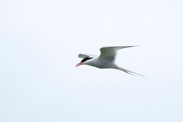 Rufende Küstenseeschwalbe im Flug, Nationalpark Schleswig-Holsteinisches Wattenmeer, Nordsee, Deutschland 