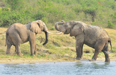 African elephant at the water place

