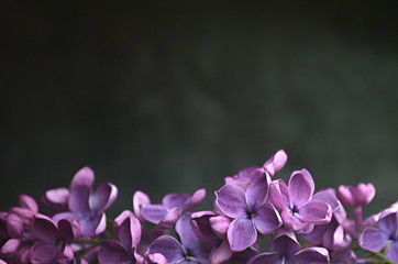 Syringa flowers decoration