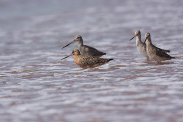 Bar-tailed Godwit, Limosa lapponica